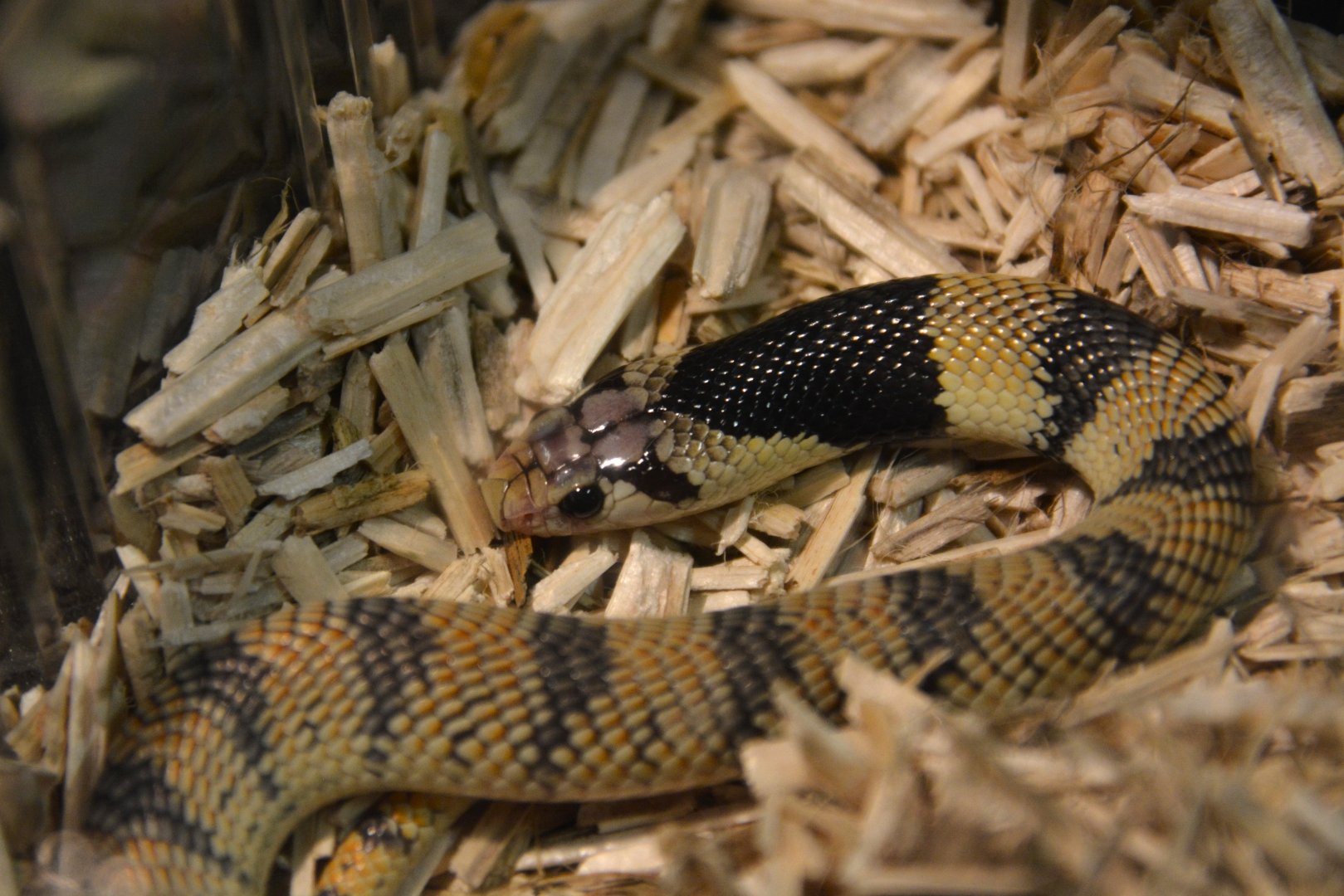 Western coral snake (Aspidelaps lubricus cowlesi)