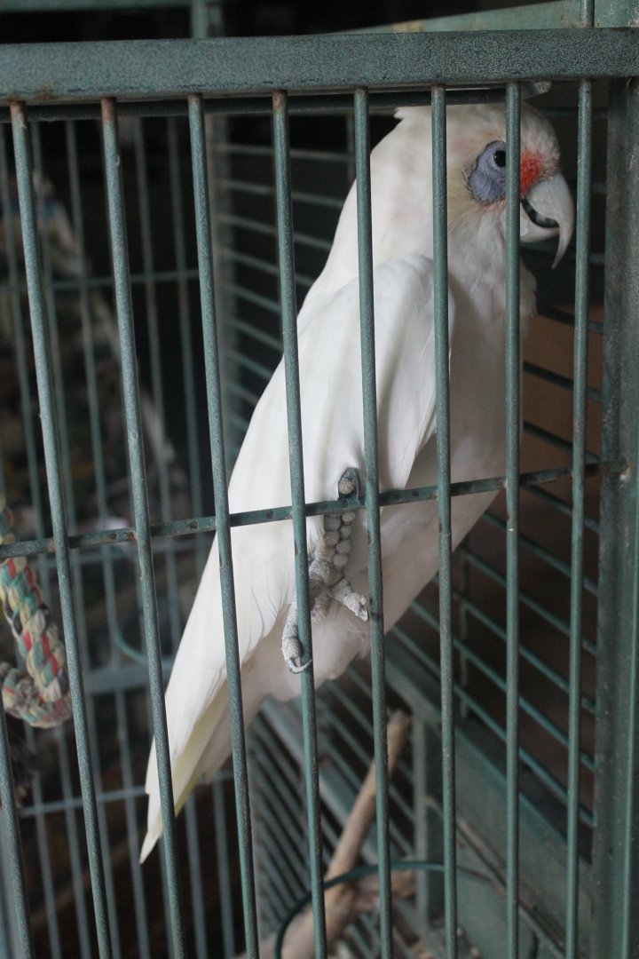 Western Corella (Cacatua pastinator)