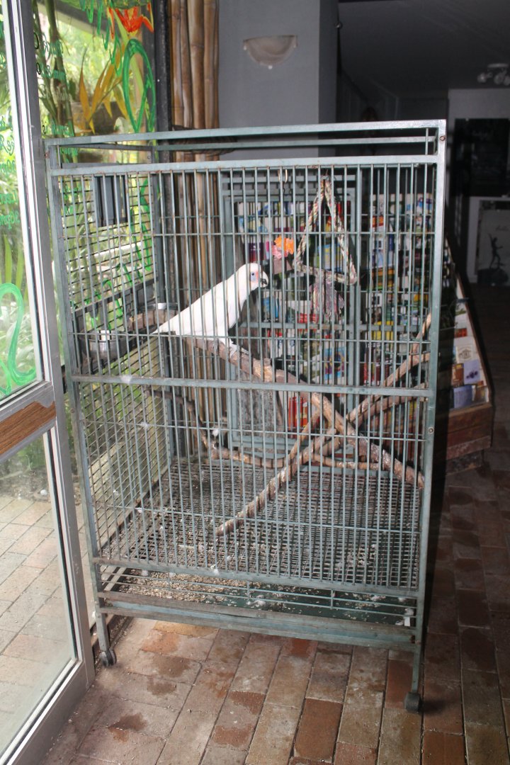Western Corella enclosure