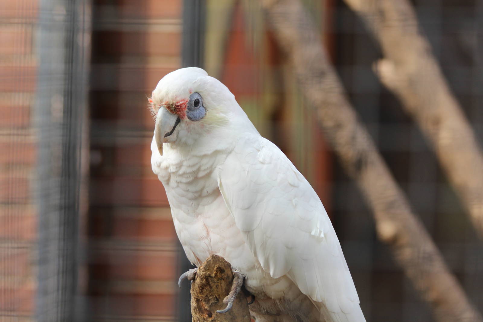 Western Corella - Jan 2014