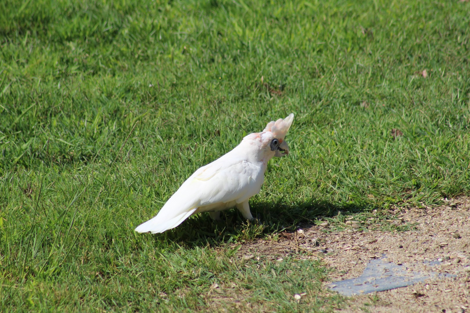 Western Corella