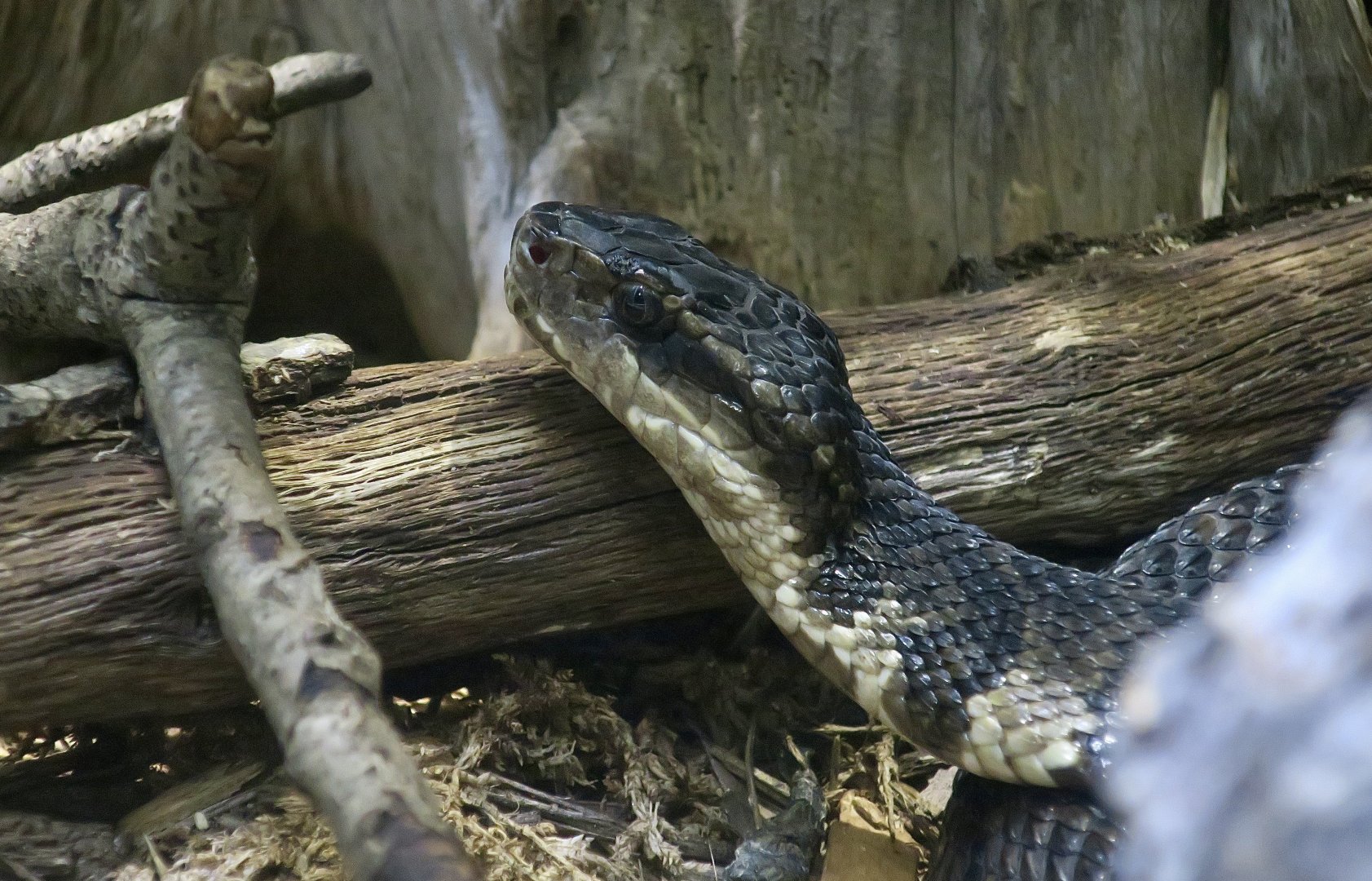 Western Cottonmouth (Agkistrodon piscivorus)