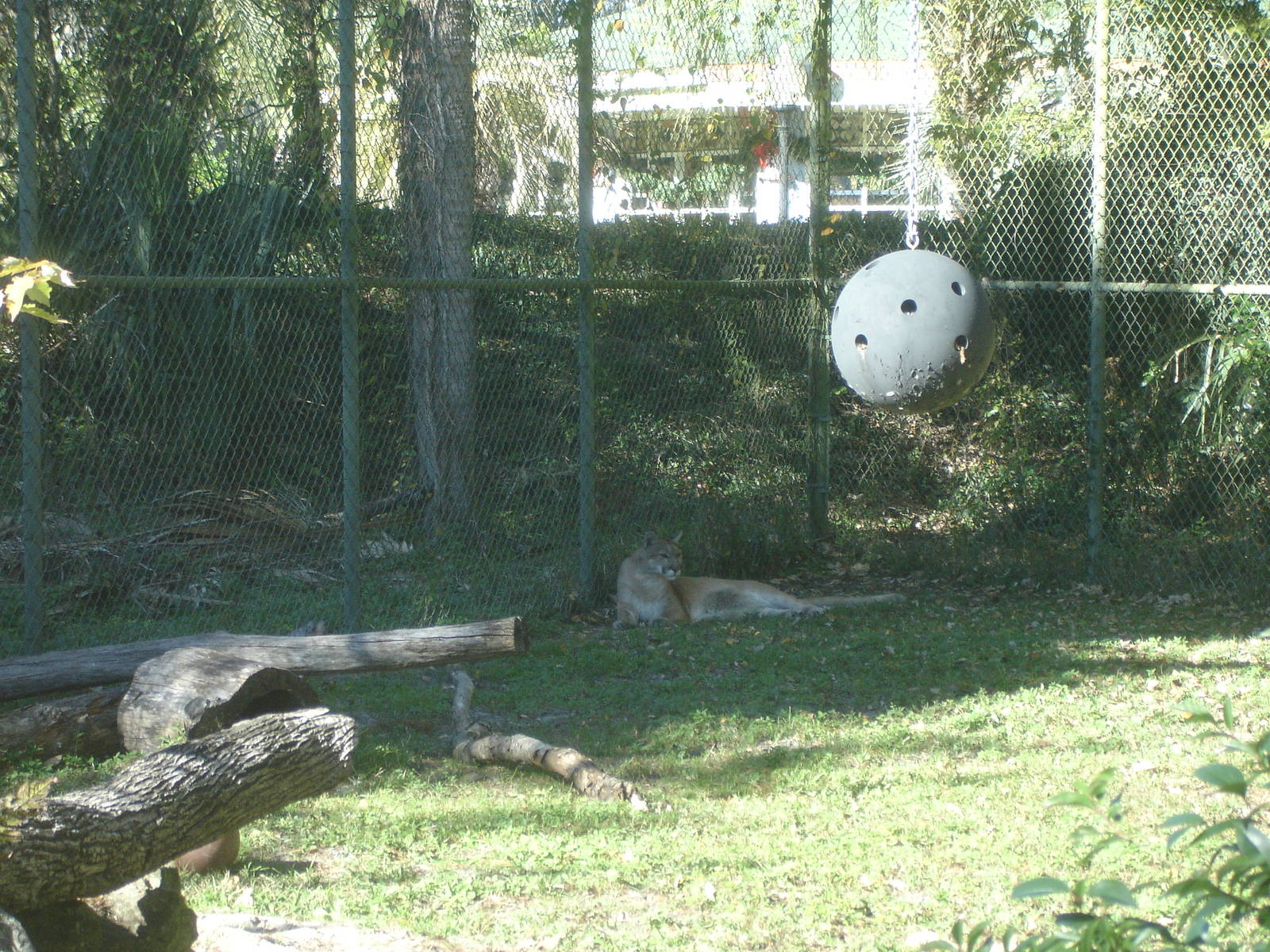 Western Cougar and toy