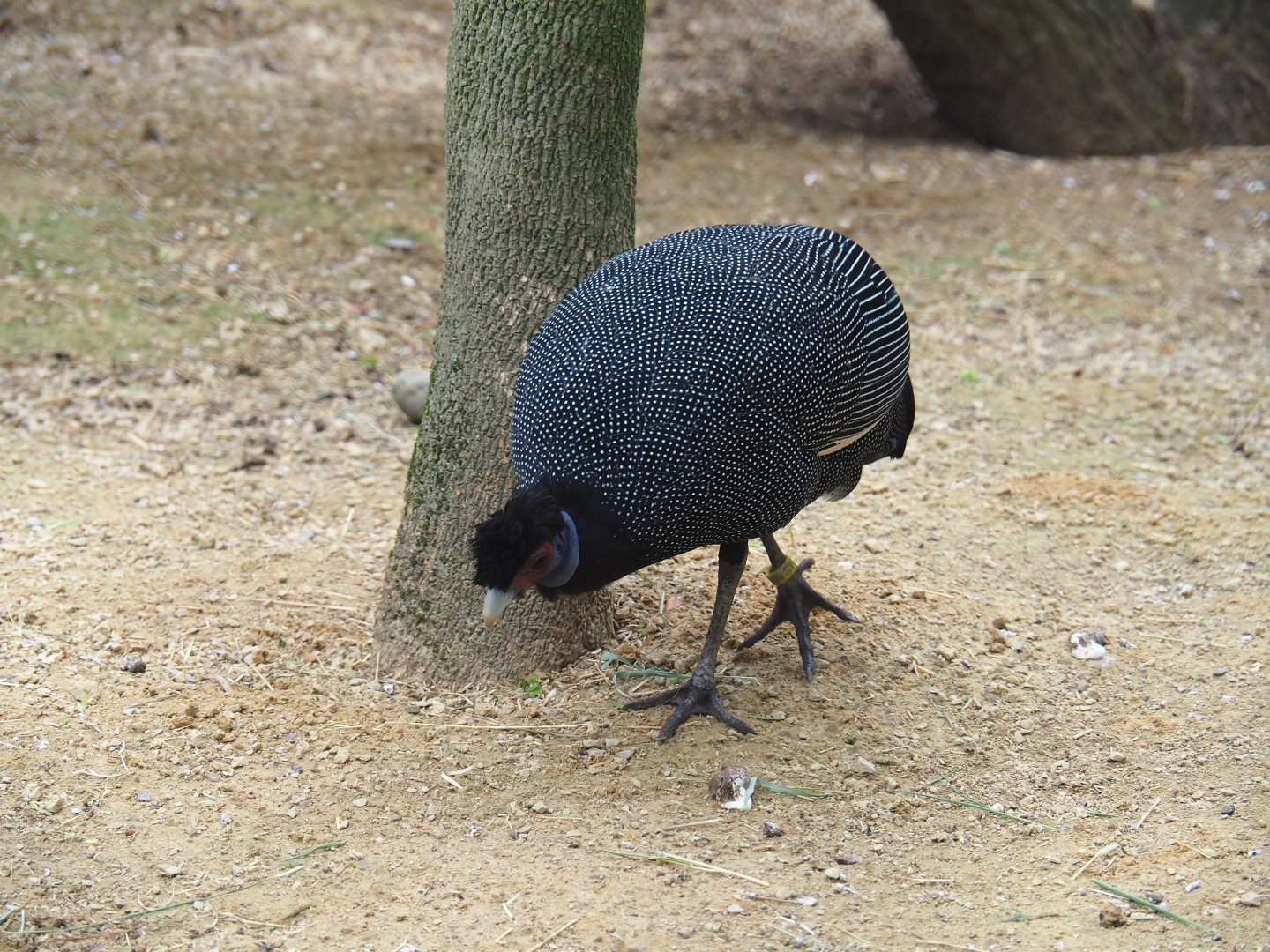 Western crested guineafowl (Guttera verreauxi)