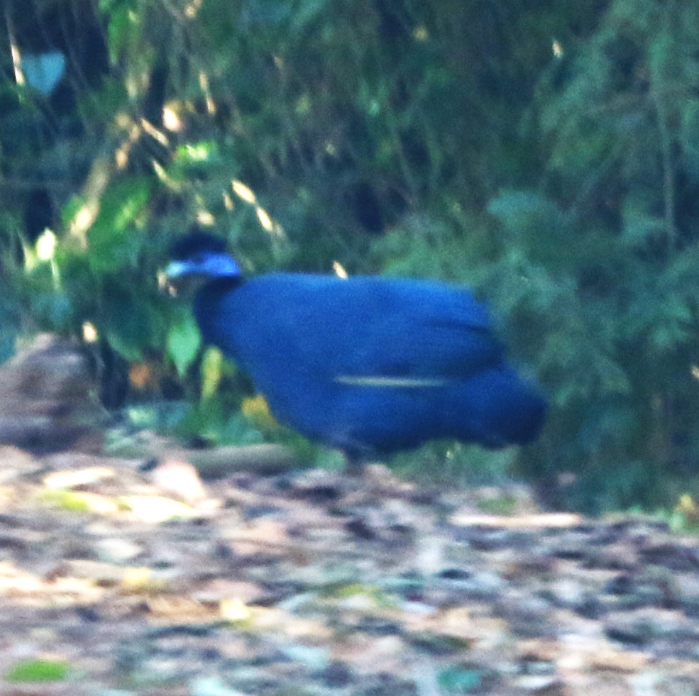 Western crested guineafowl