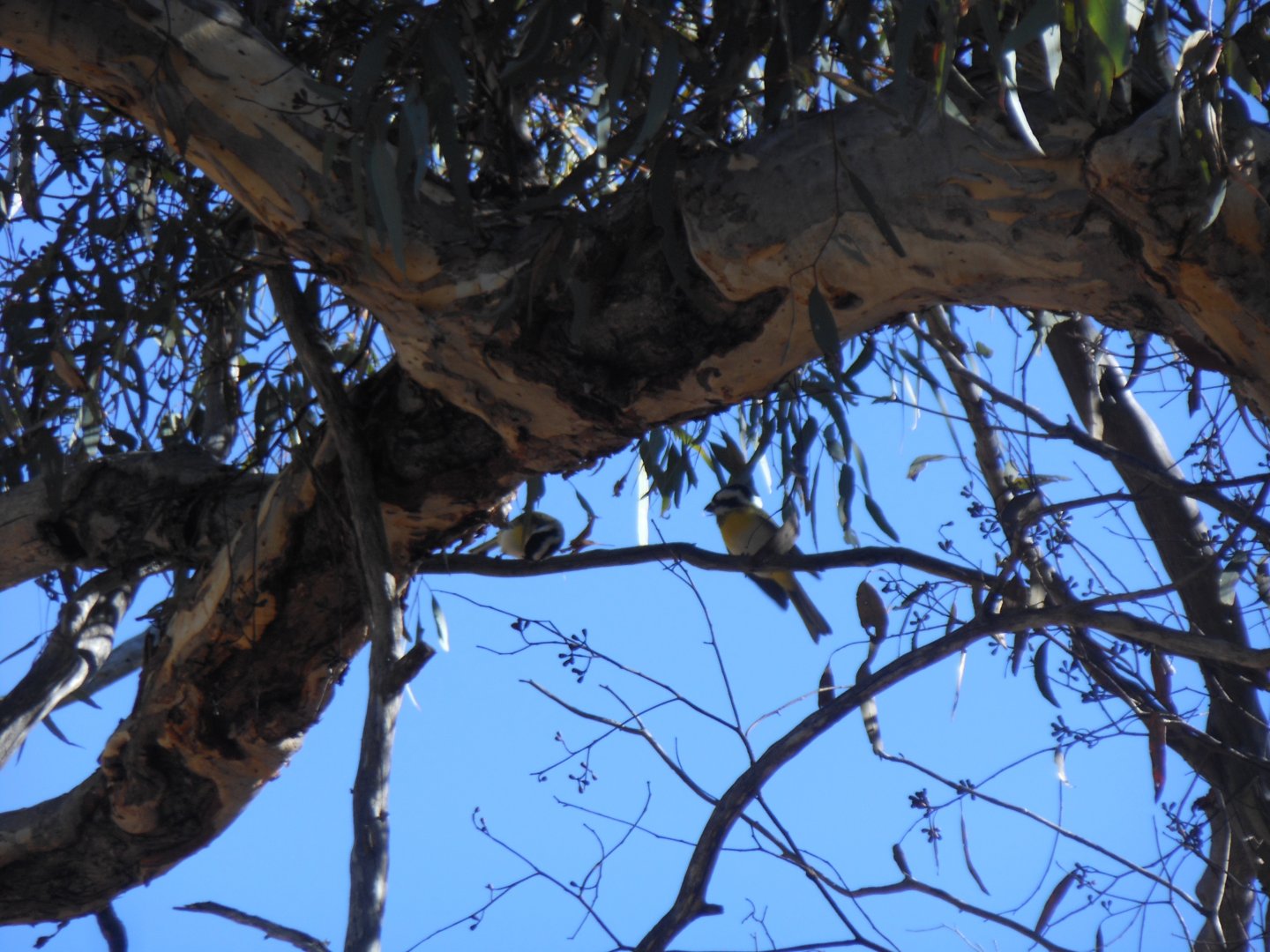 Western Crested Shrike-tit (Falcunculus frontatus leucogaster)