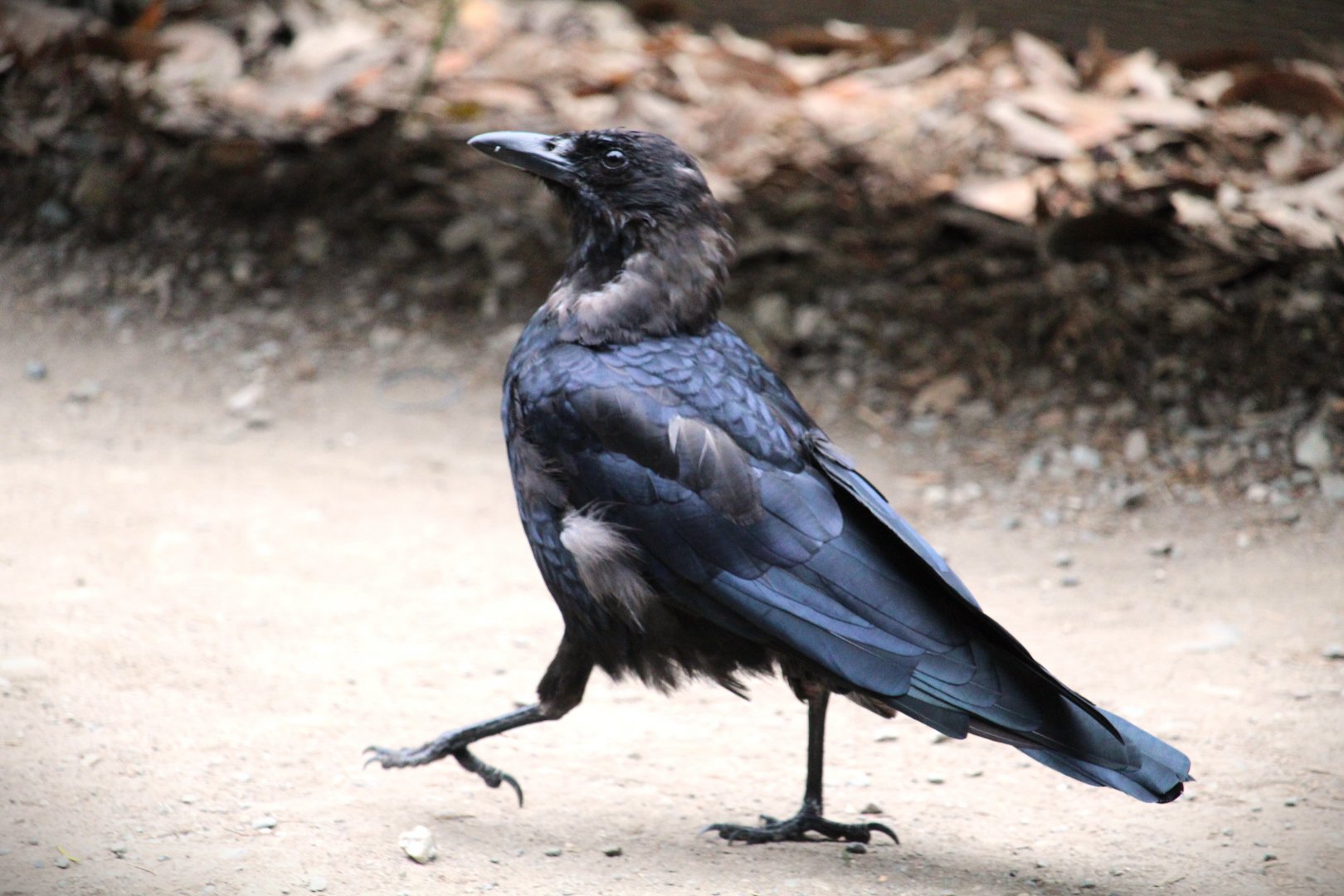 Western Crow