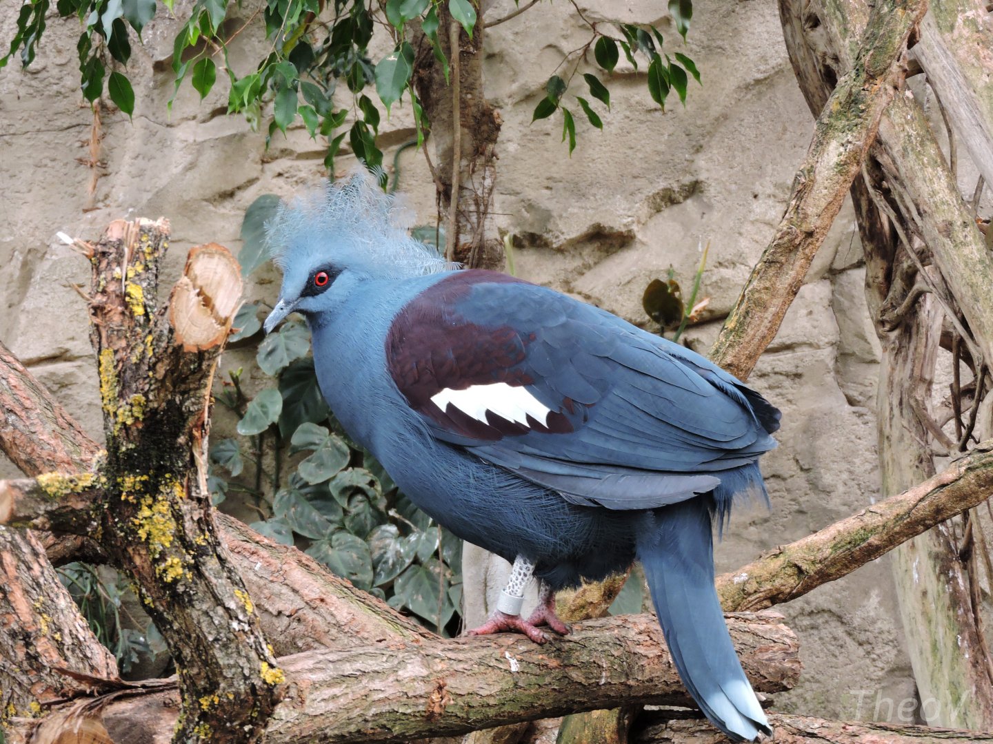 Western crowned pigeon [2015]