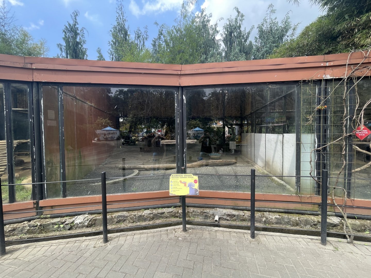 western crowned pigeon exhibit