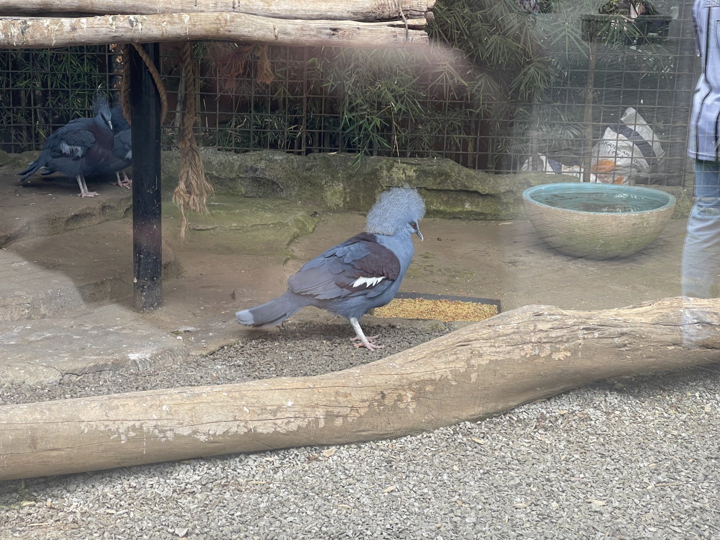 western crowned pigeon (goura cristata) (1)