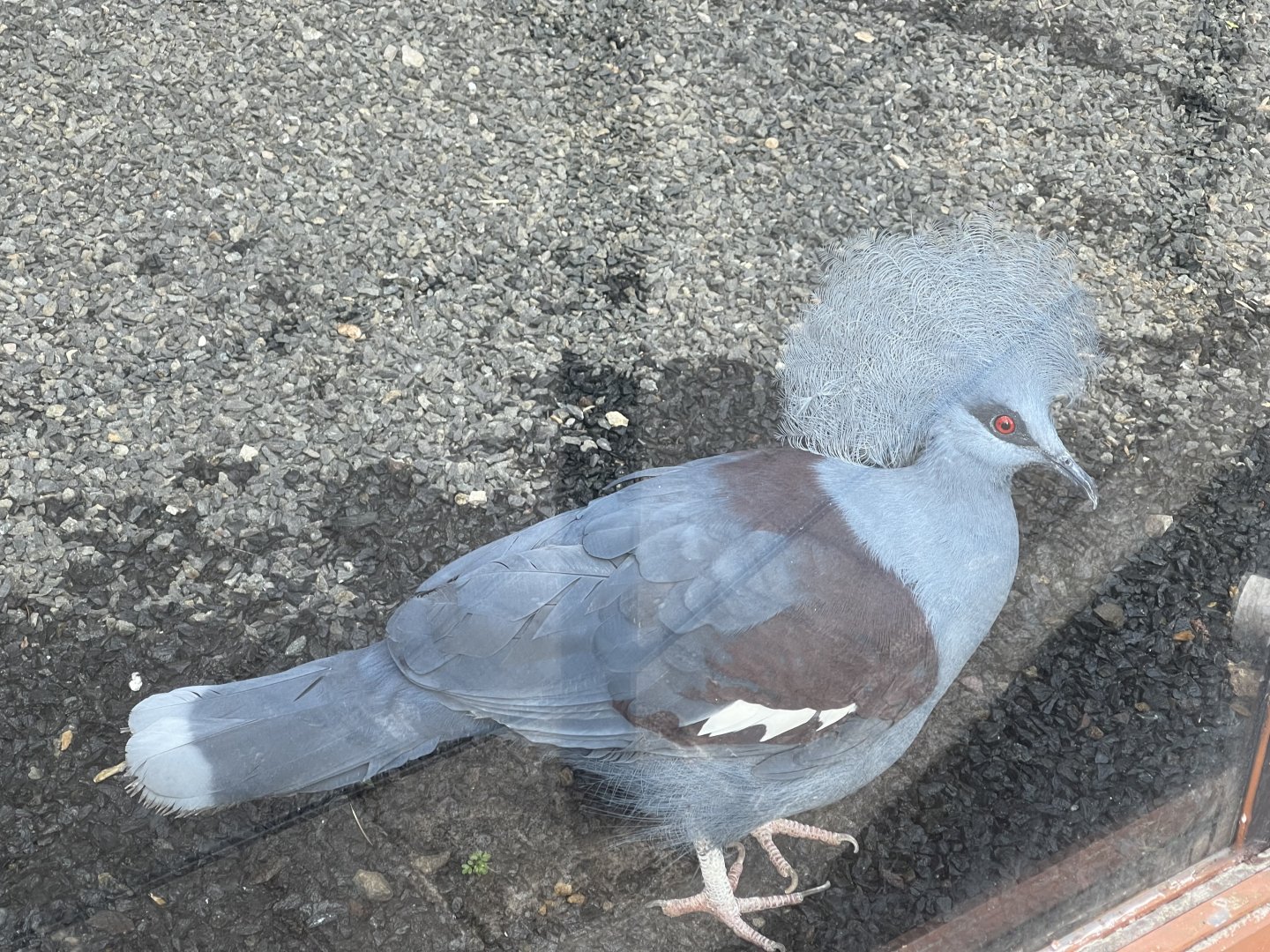 western crowned pigeon (goura cristata) (2)