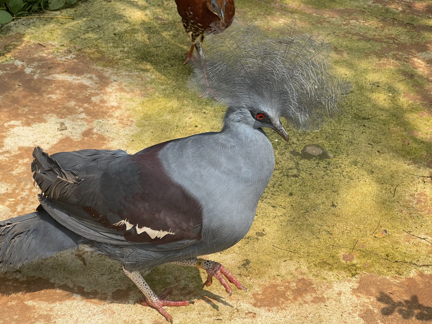 western crowned pigeon (goura cristata) - aviary park