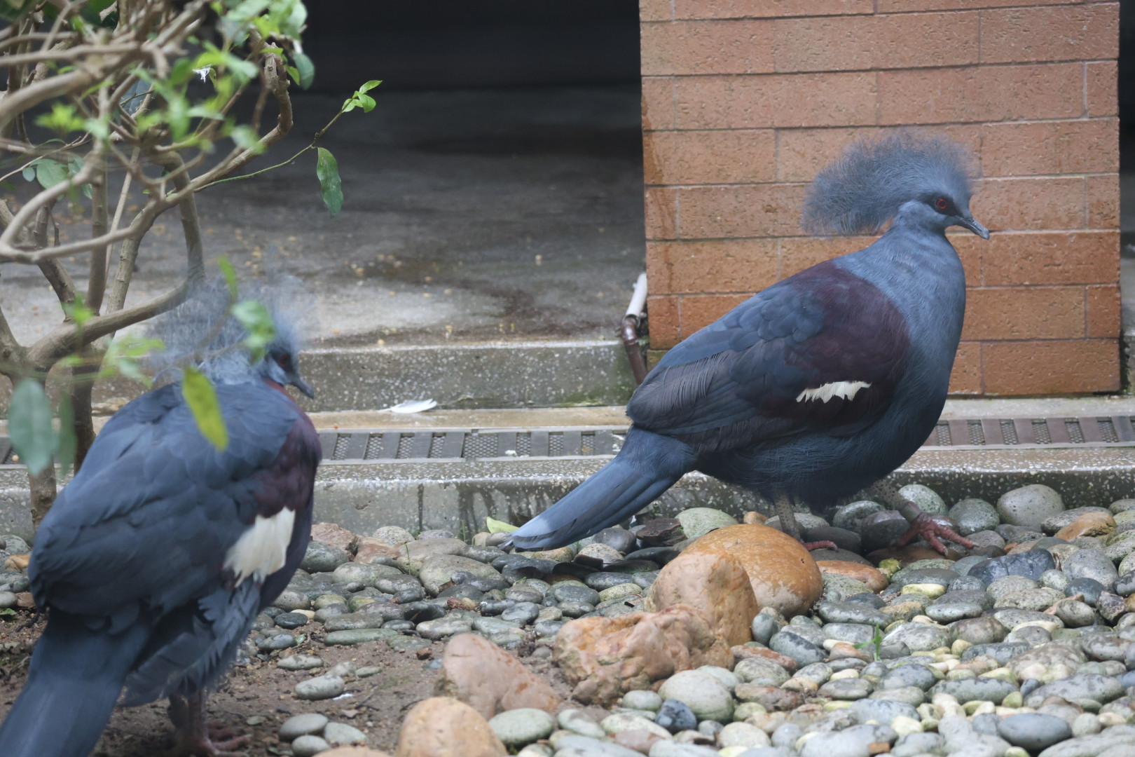 Western crowned pigeon (Goura cristata/Right) & Scheepmaker's crowned pigeon (Goura scheepmakeri/Left)