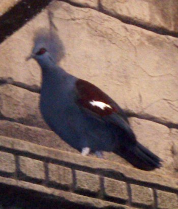 Western Crowned Pigeon (Goura cristata)
