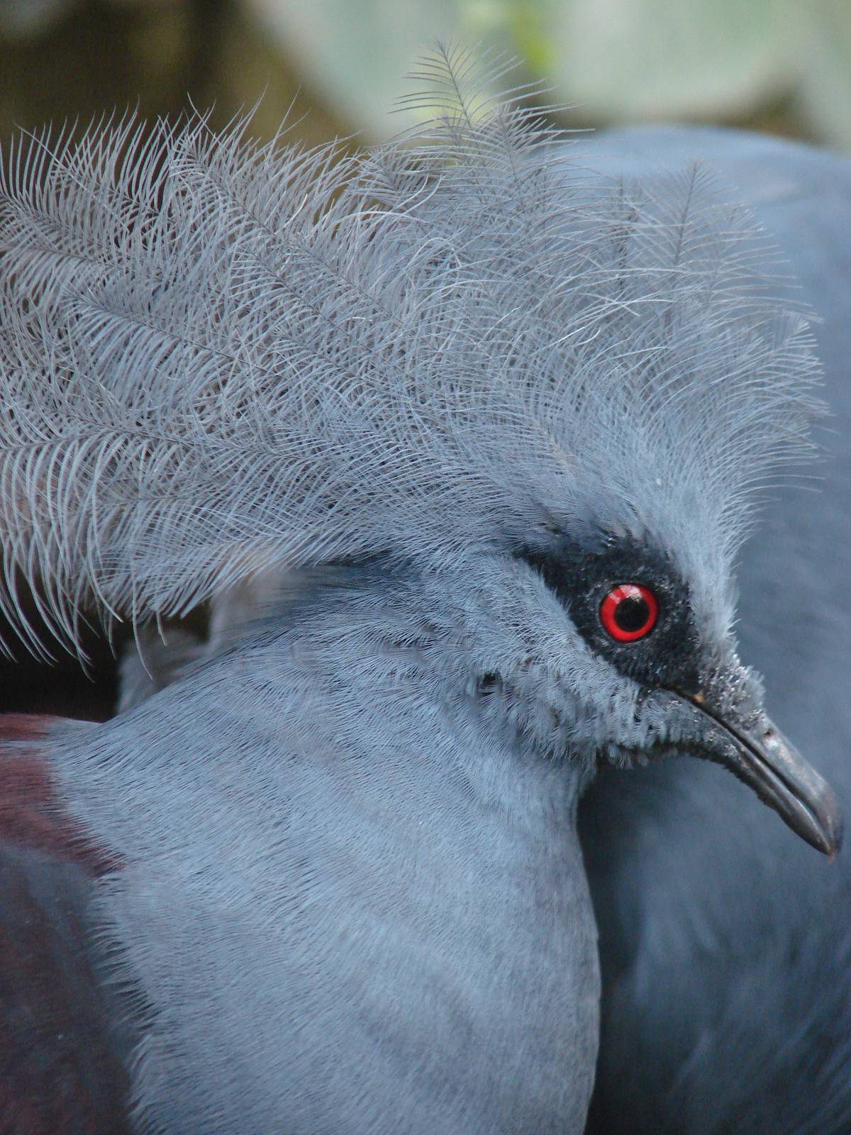 Western crowned pigeon (Goura cristata)