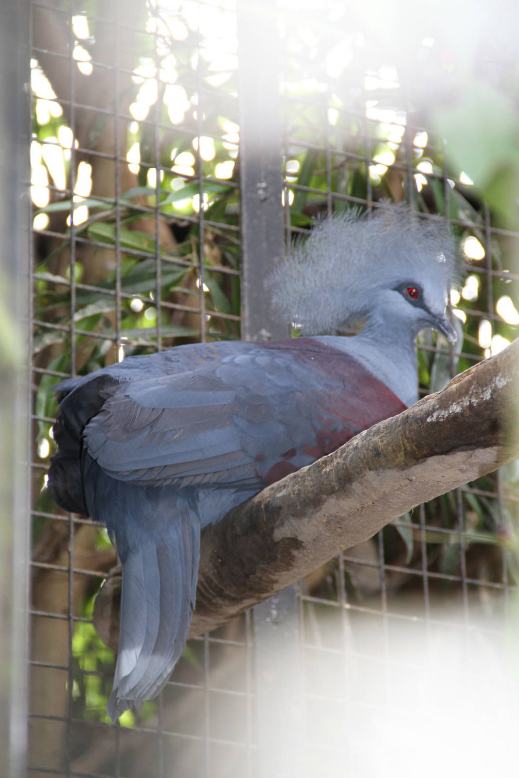 Western Crowned Pigeon (Goura cristata)