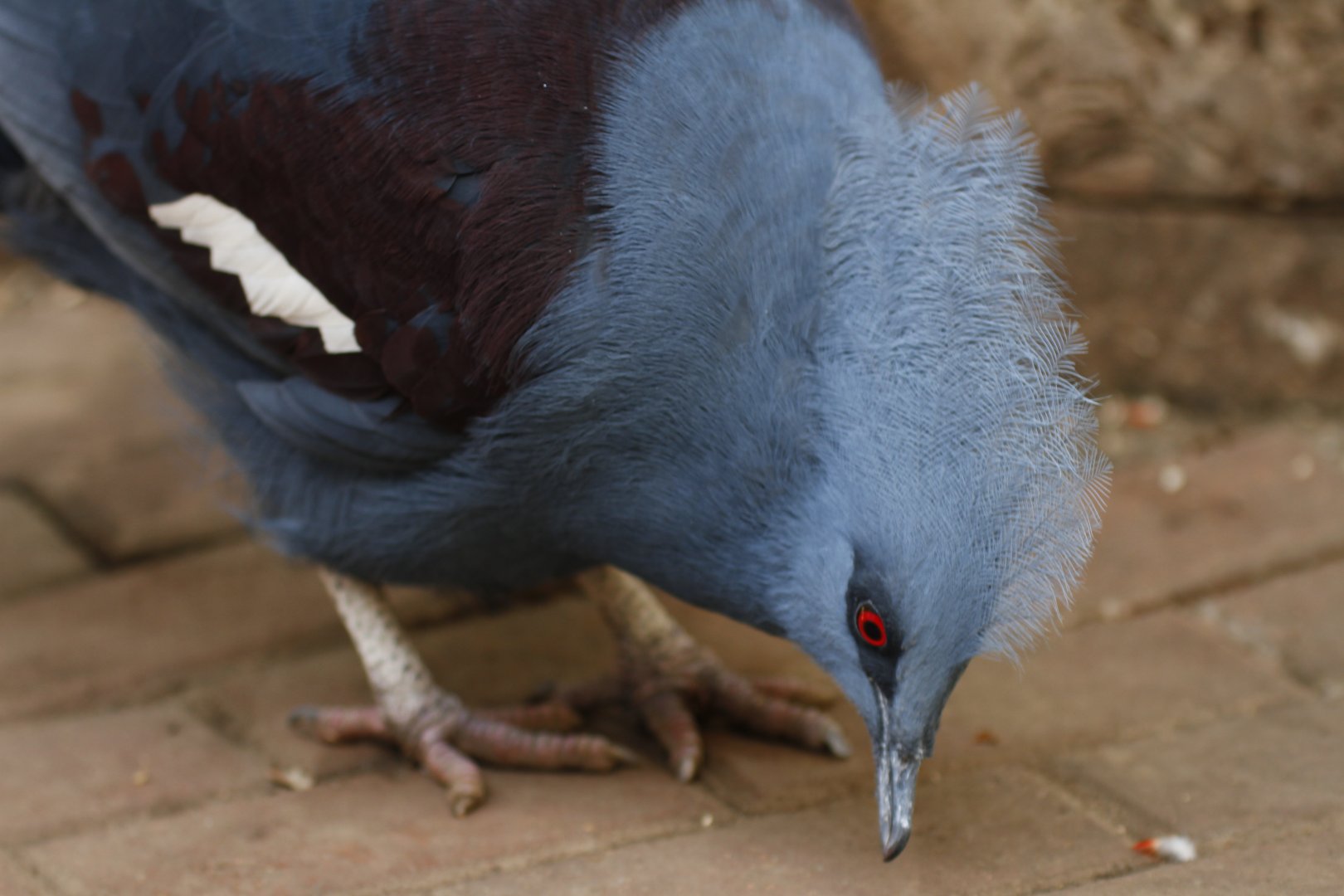 Western crowned-pigeon (Goura cristata)