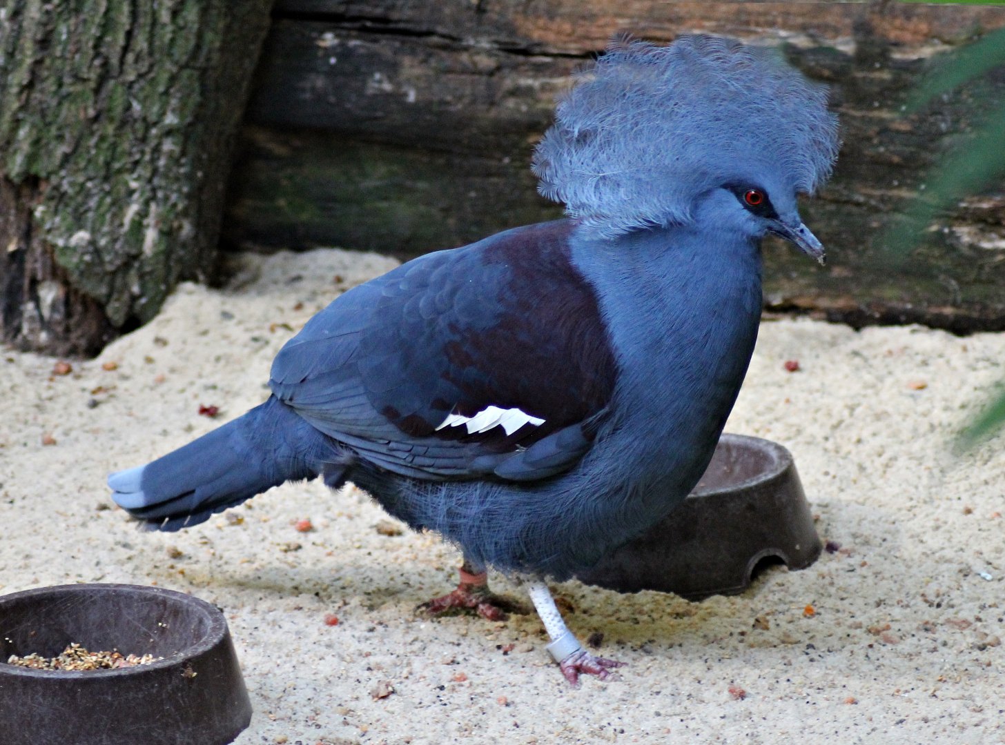 Western crowned pigeon (Goura cristata)