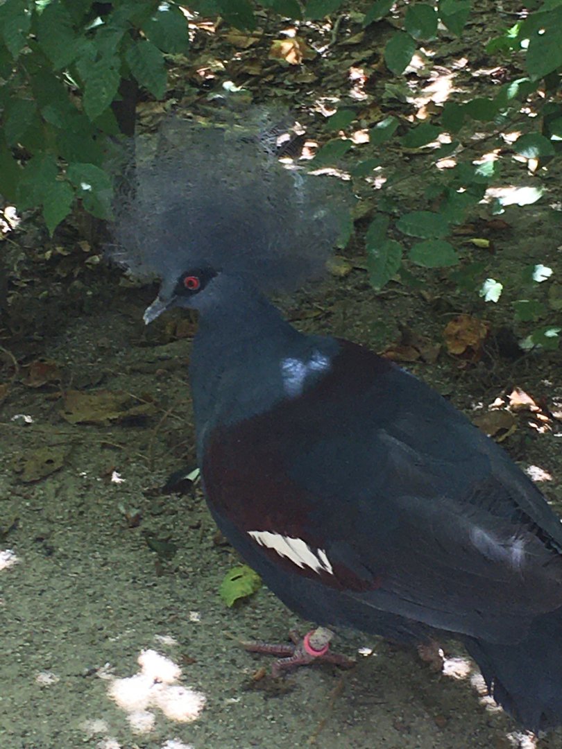 Western Crowned Pigeon (Goura cristata)