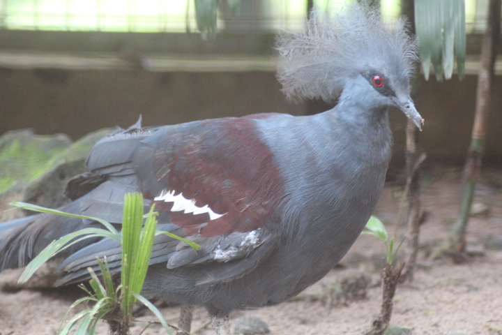 Western crowned pigeon (Goura cristata)