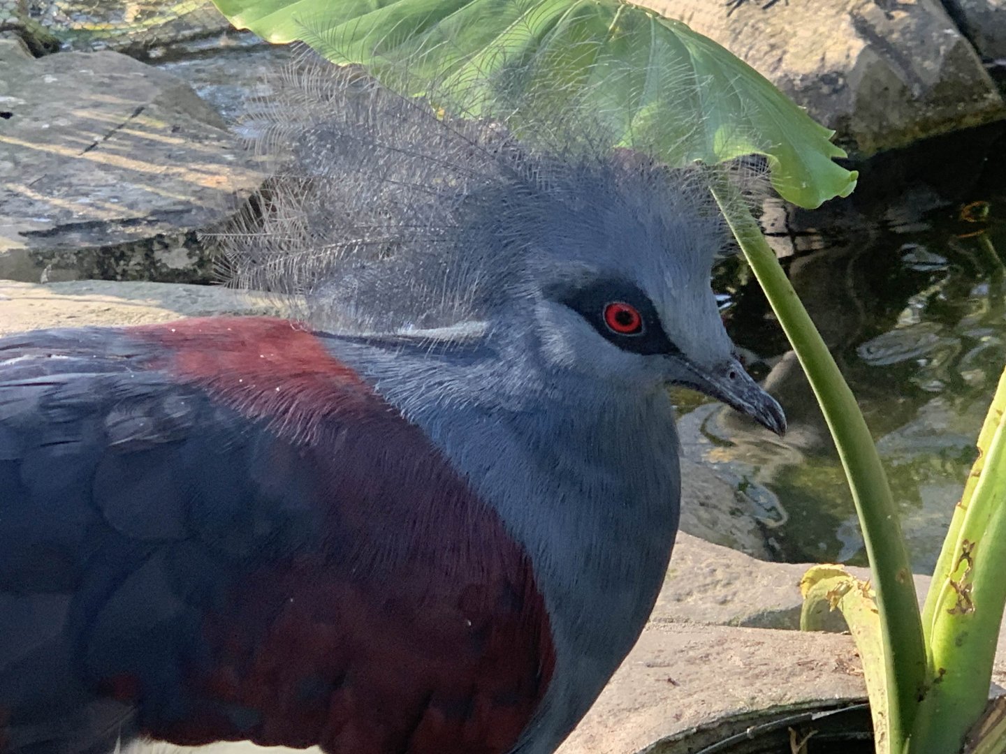Western Crowned Pigeon (Goura cristata)