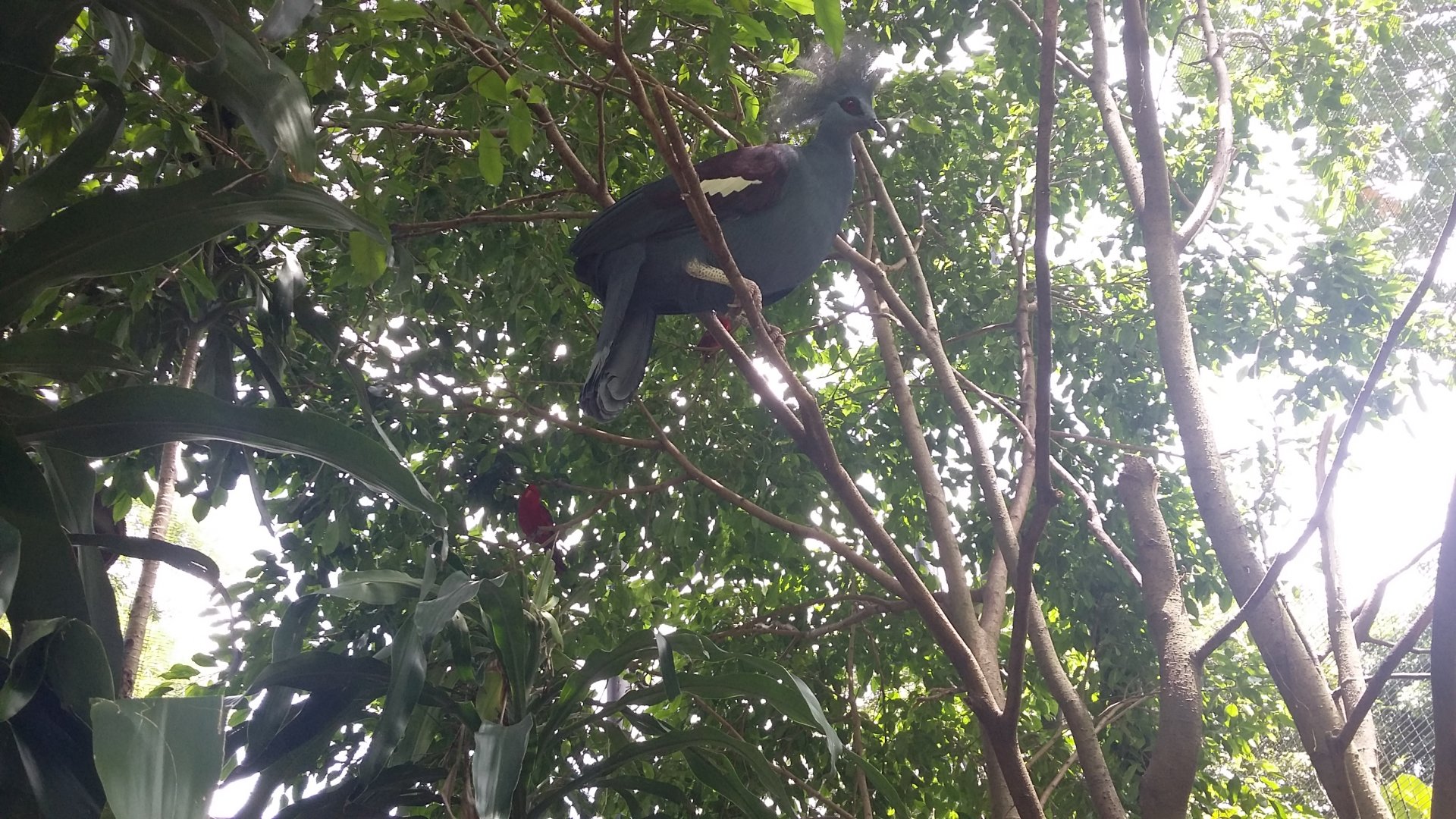 Western crowned pigeon (Goura cristata)