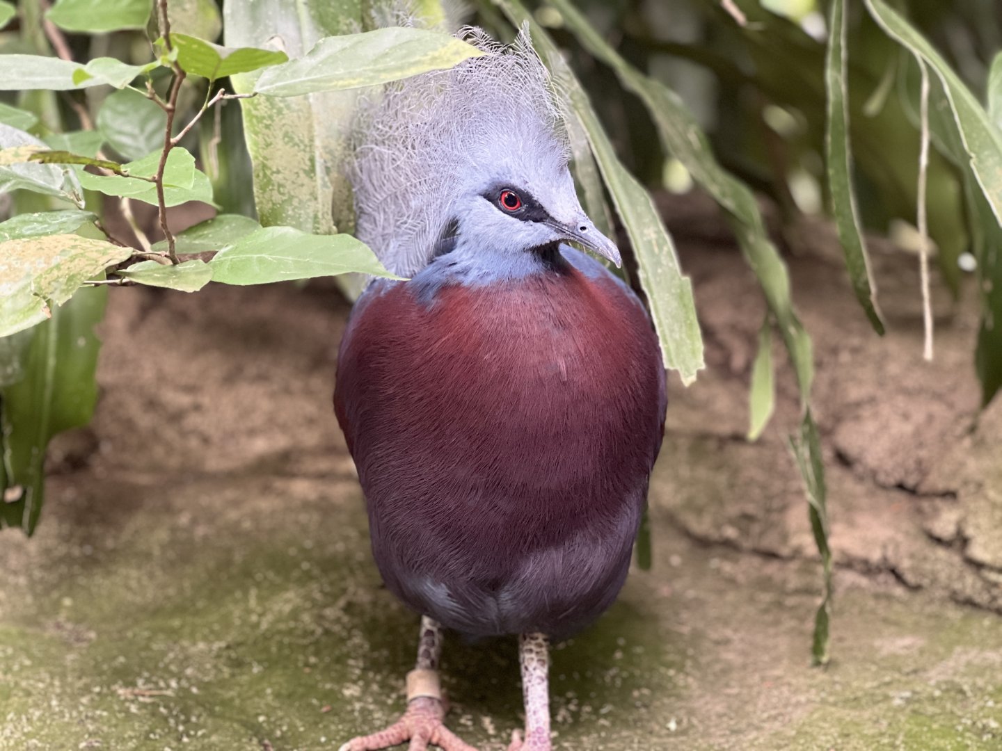 Western Crowned Pigeon Hybrid