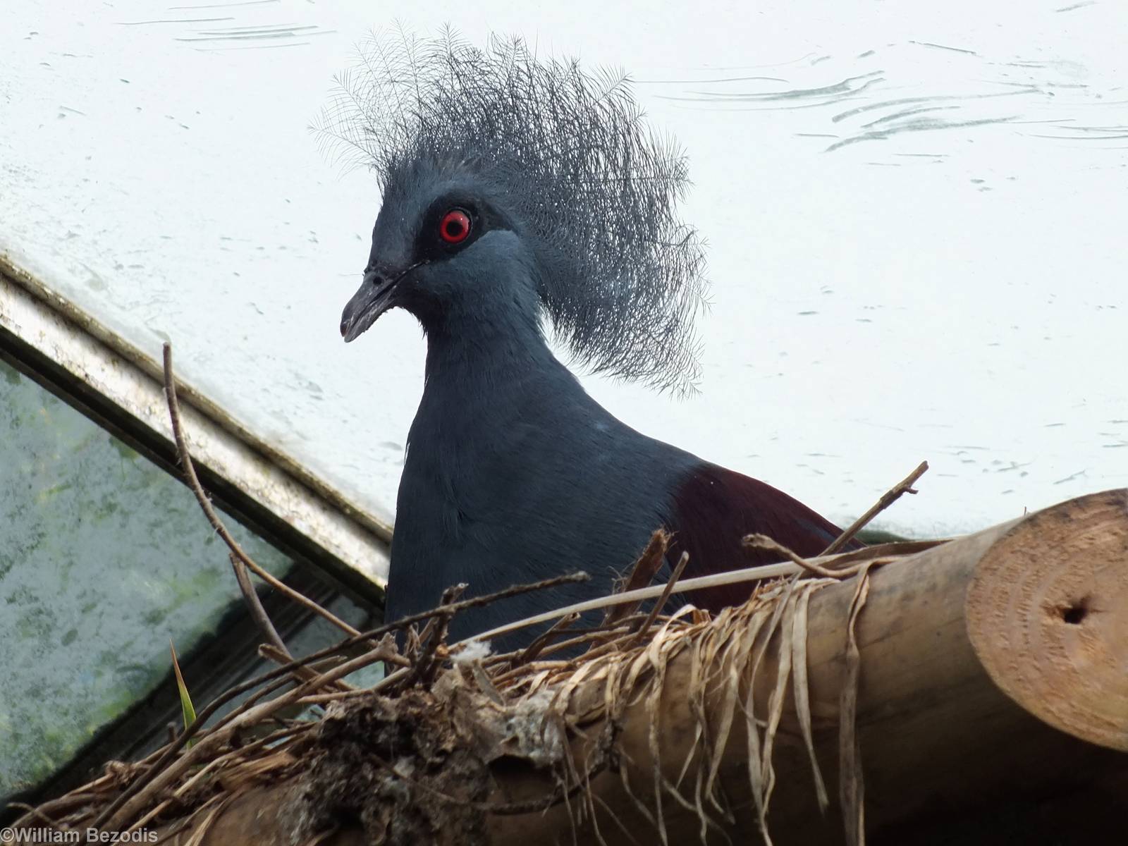 Western Crowned Pigeon in Tropical House