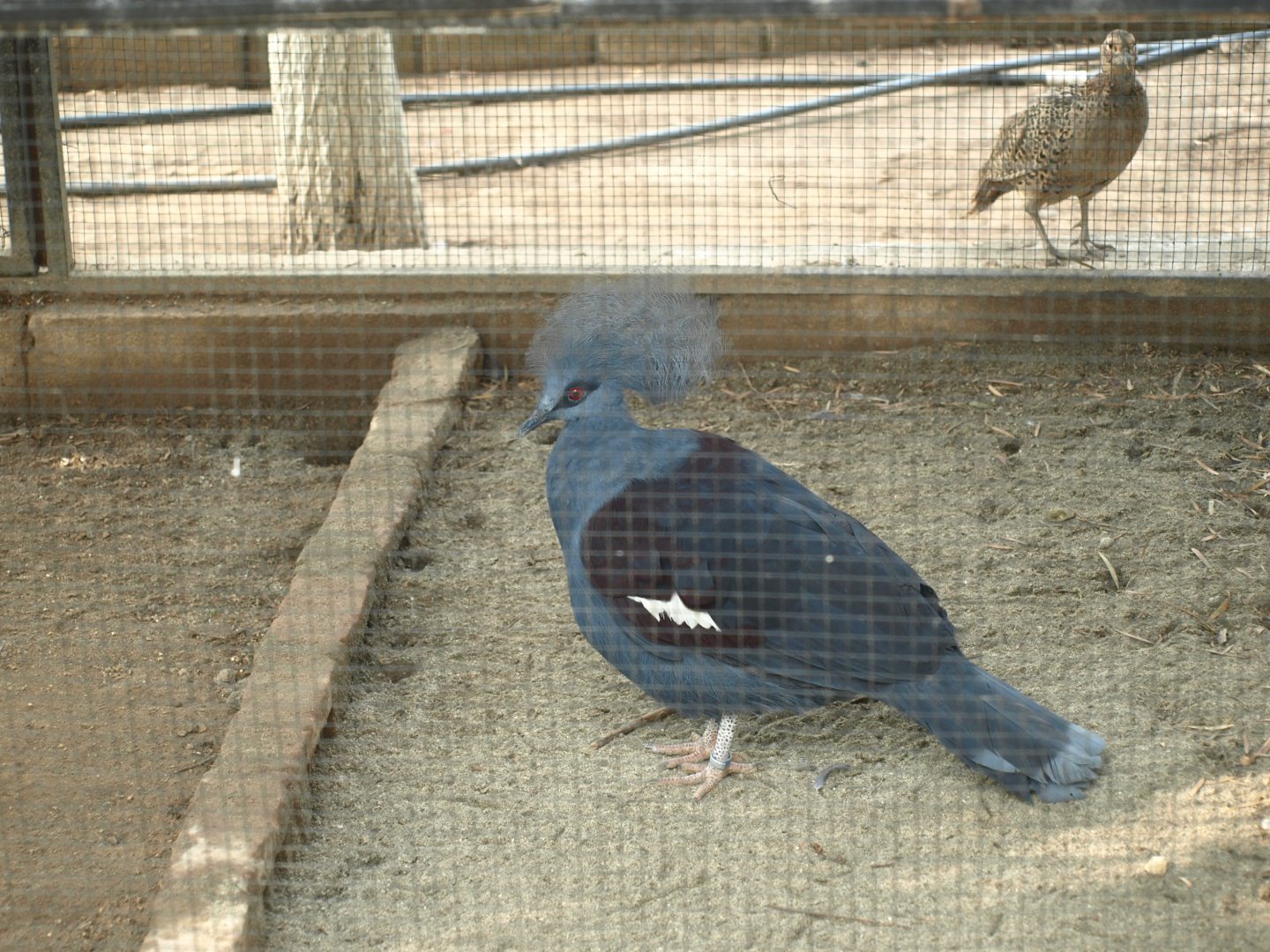 Western crowned pigeon - Lake View Point Bird park 12/7/2018