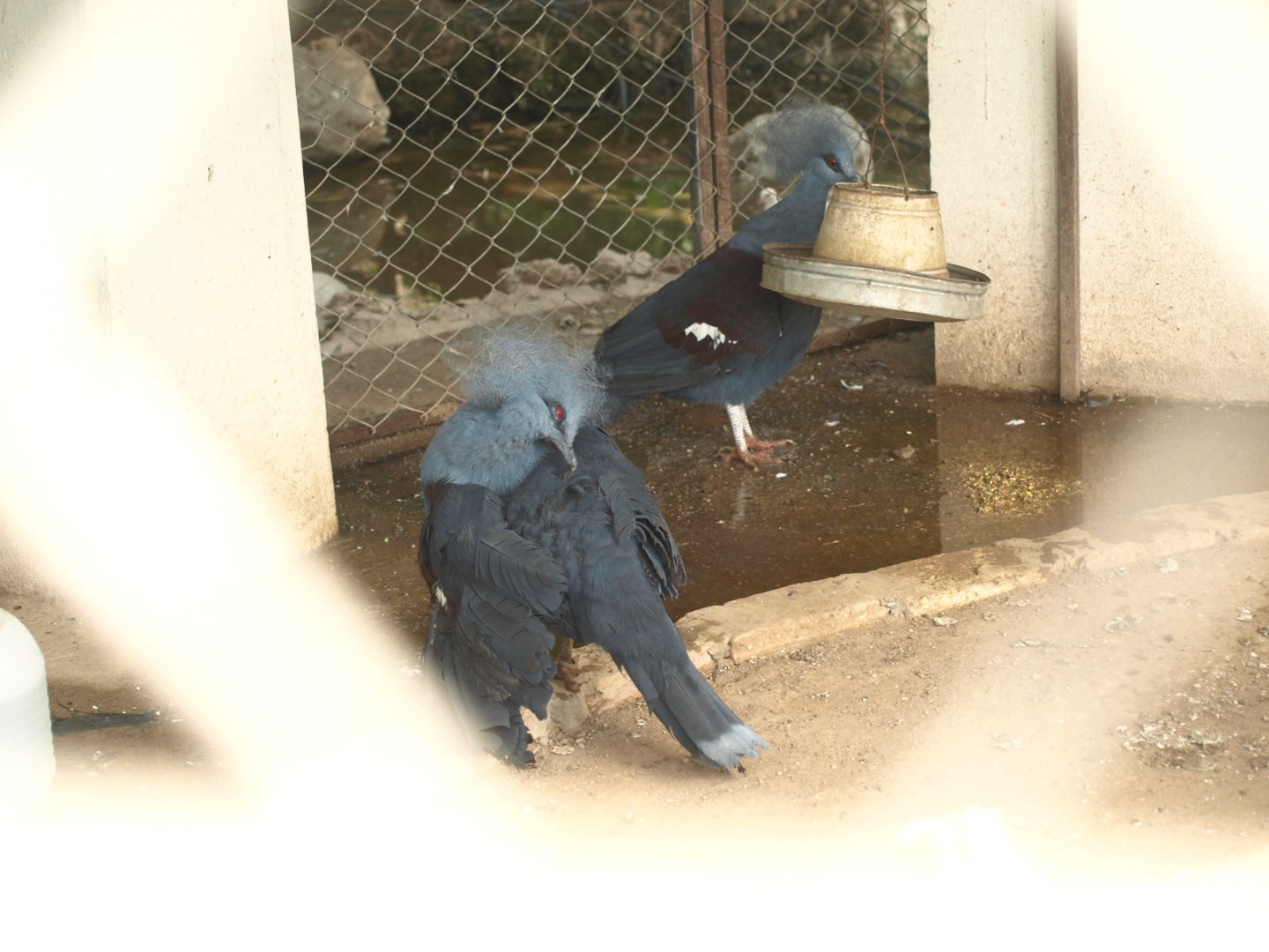 Western crowned pigeon - Lake View Point Bird park 12/7/2018