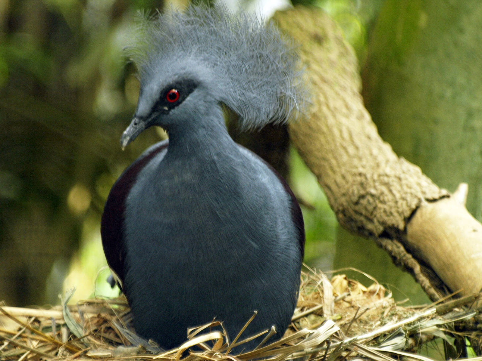 Western Crowned pigeon