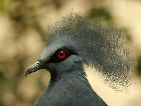 Western Crowned-pigeon