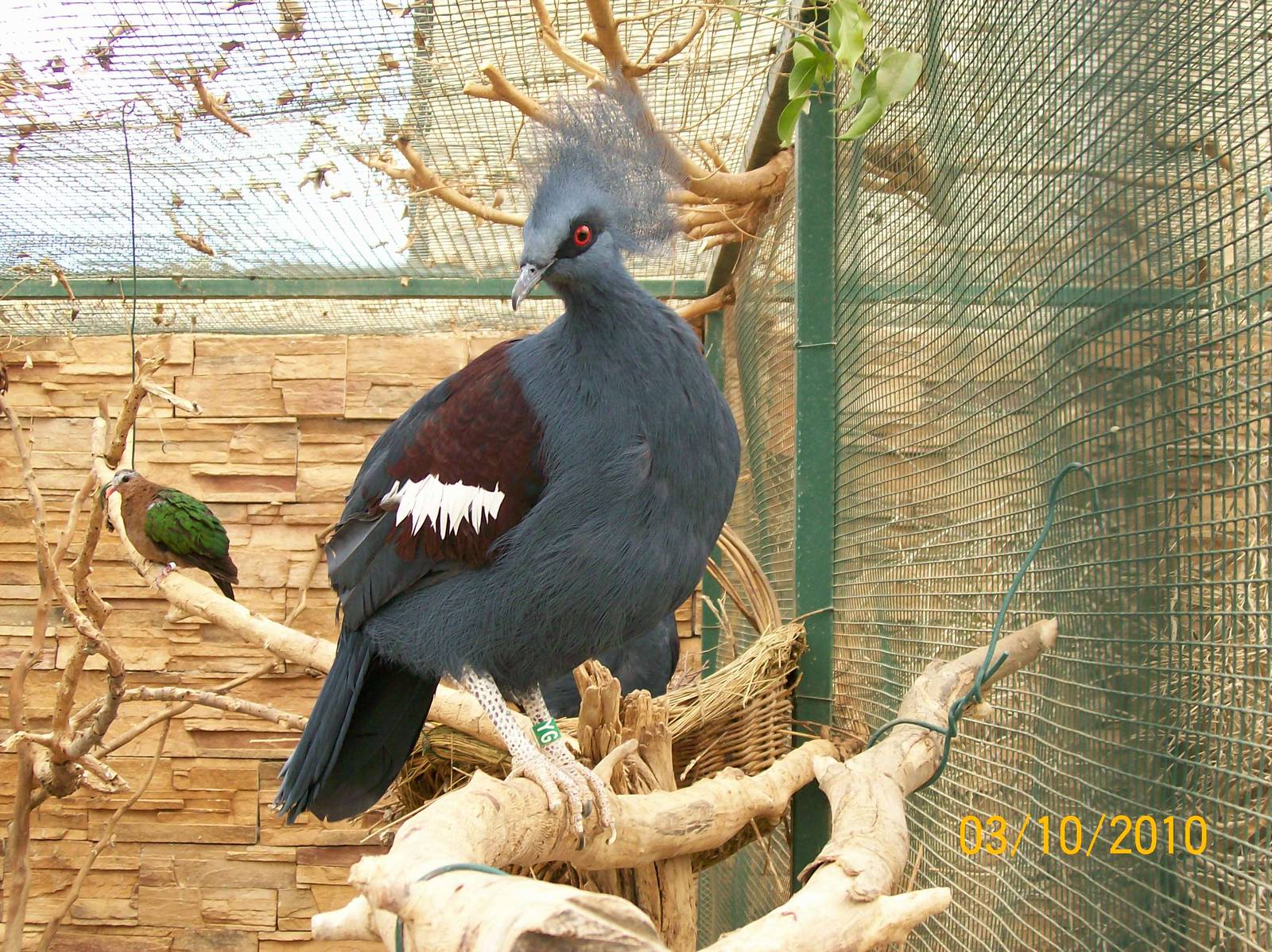 Western crowned pigeon