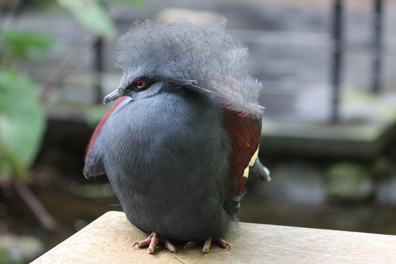 Western Crowned-Pigeon