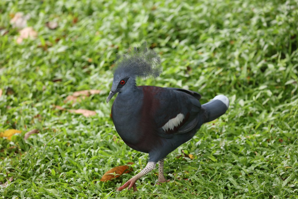 Western Crowned Pigeon