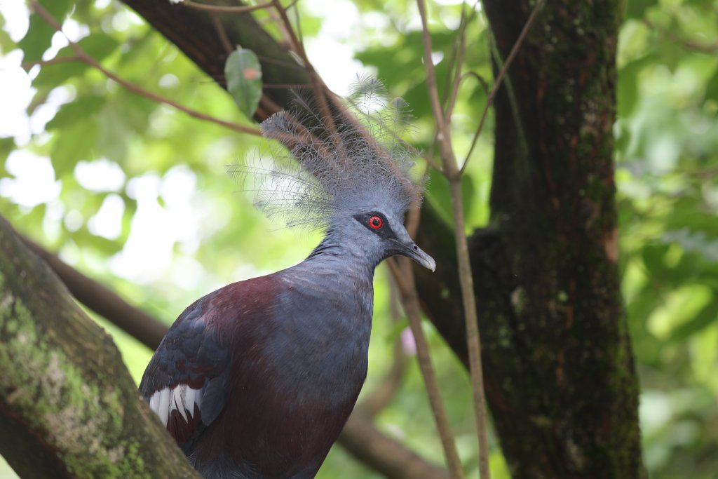 Western Crowned Pigeon