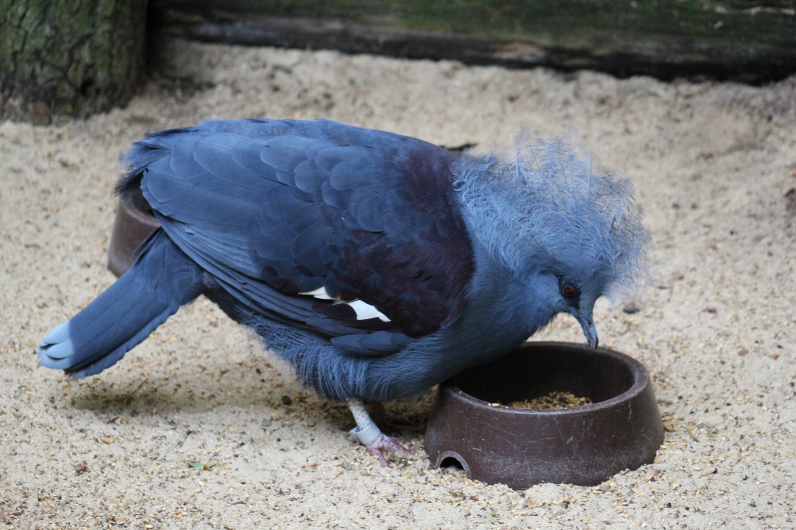 Western Crowned-Pigeon