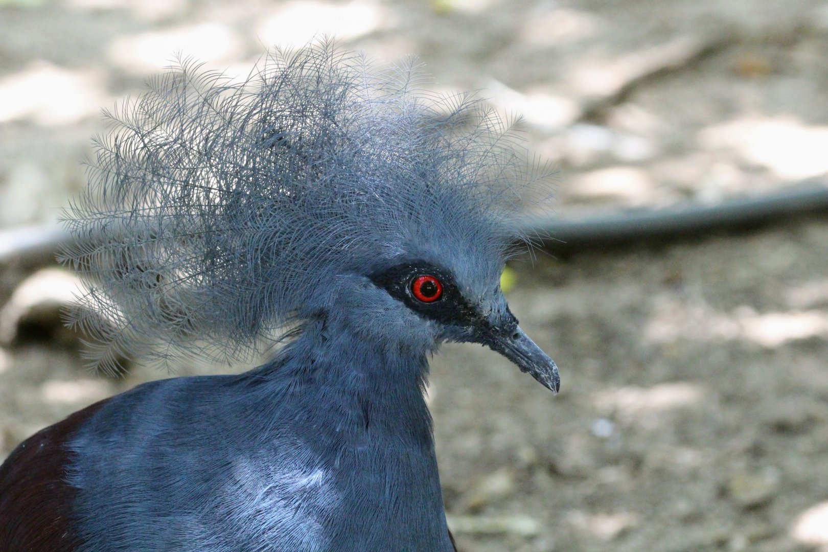 Western Crowned Pigeon