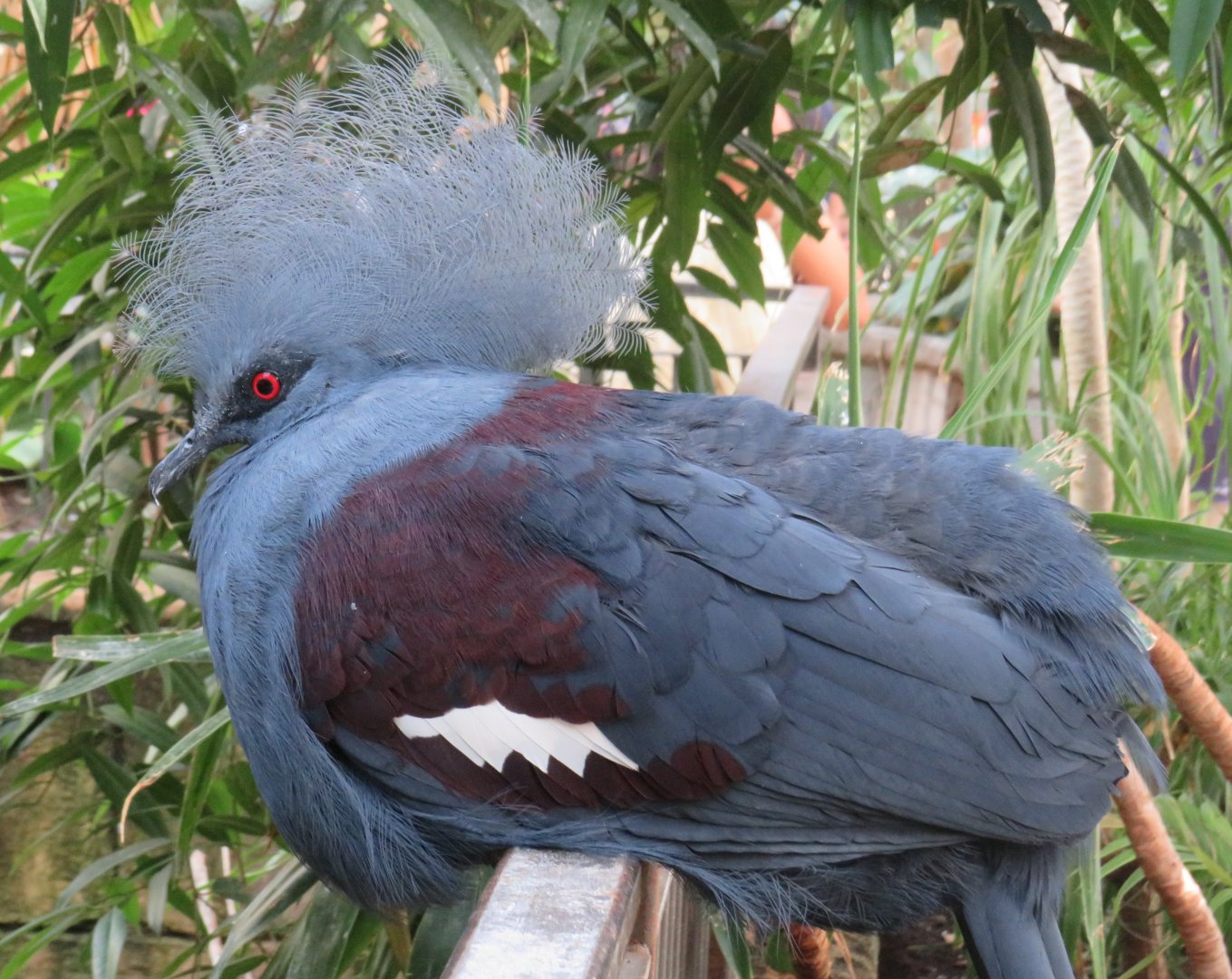 Western crowned pigeon?
