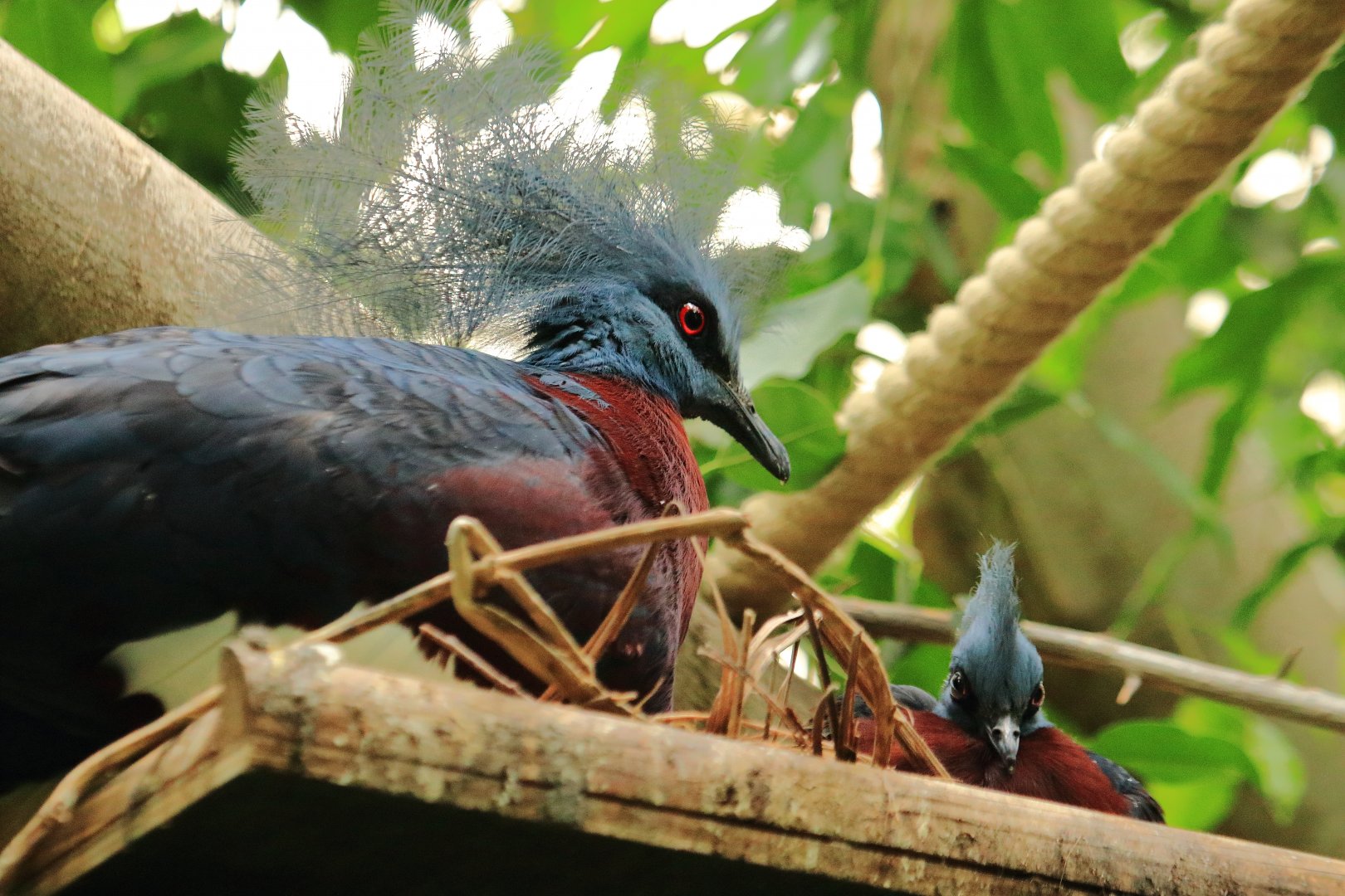 Western crowned pigeon