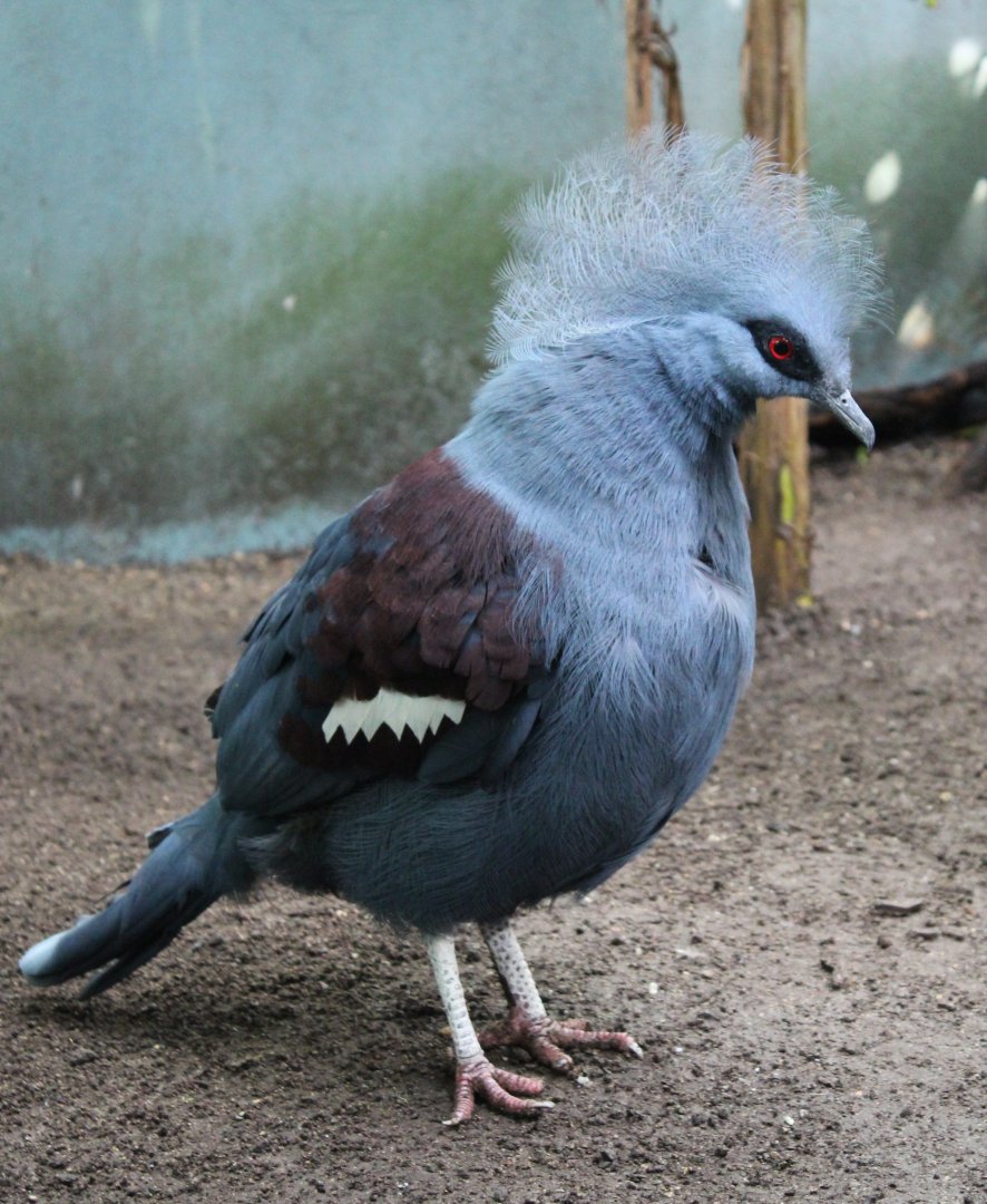 Western crowned pigeon