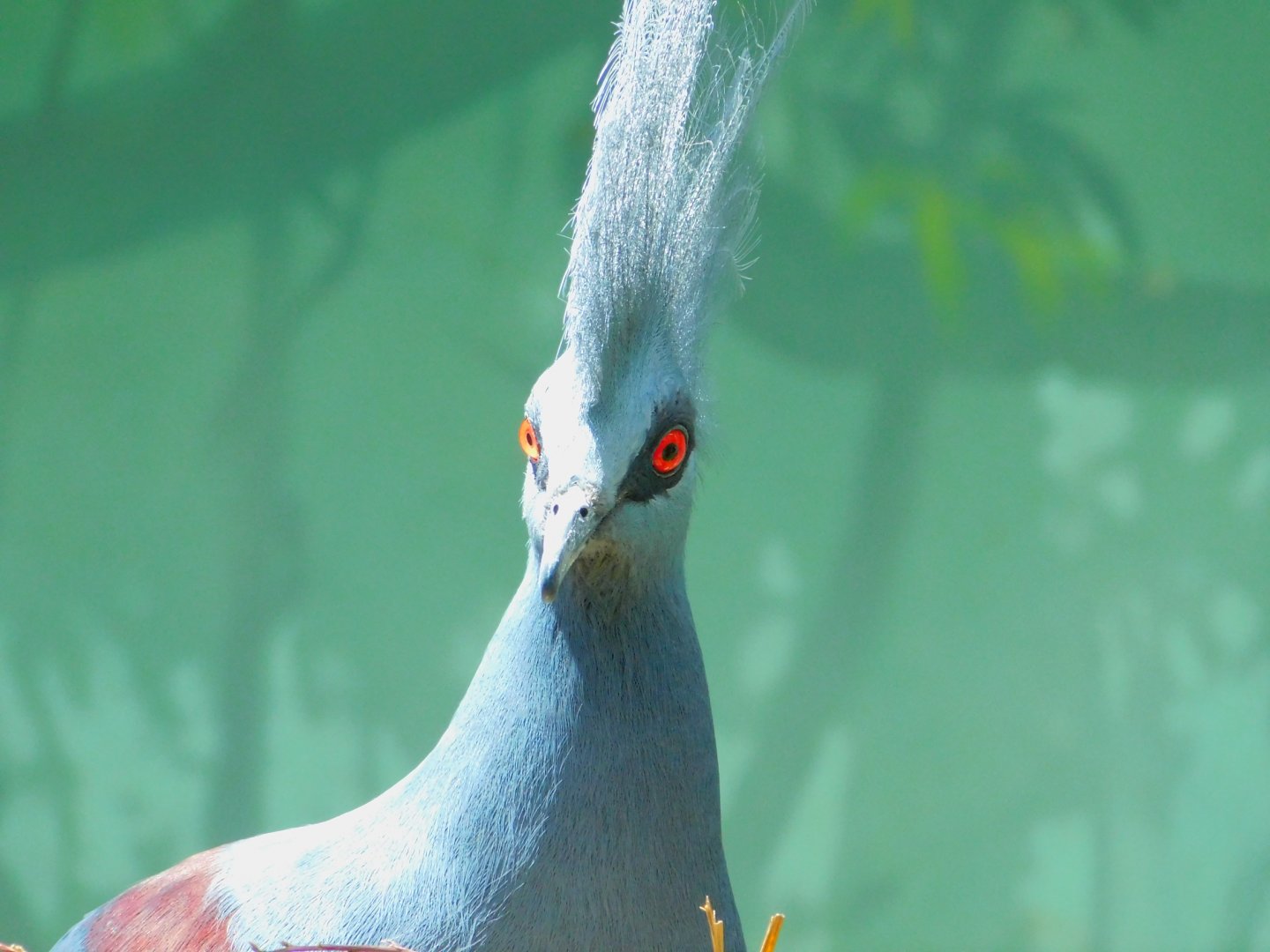 Western Crowned-Pigeon