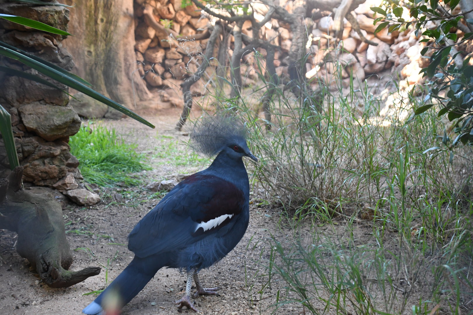 Western Crowned Pigeon