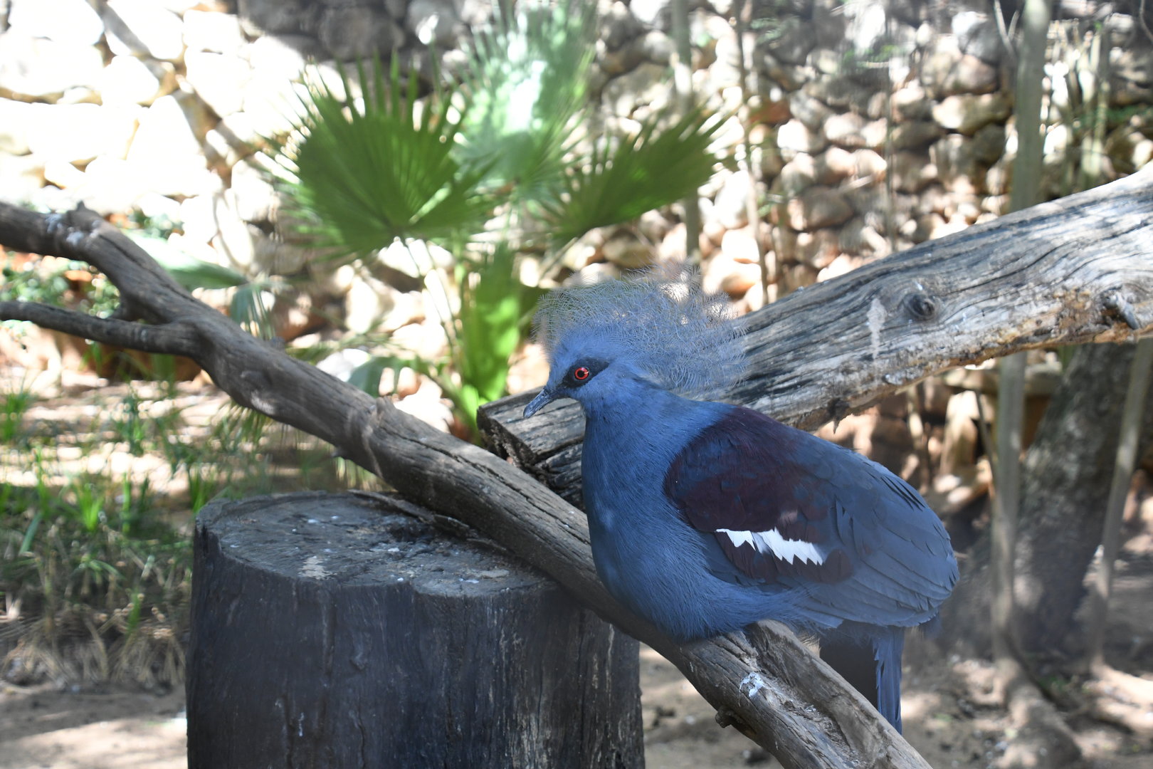 Western Crowned Pigeon