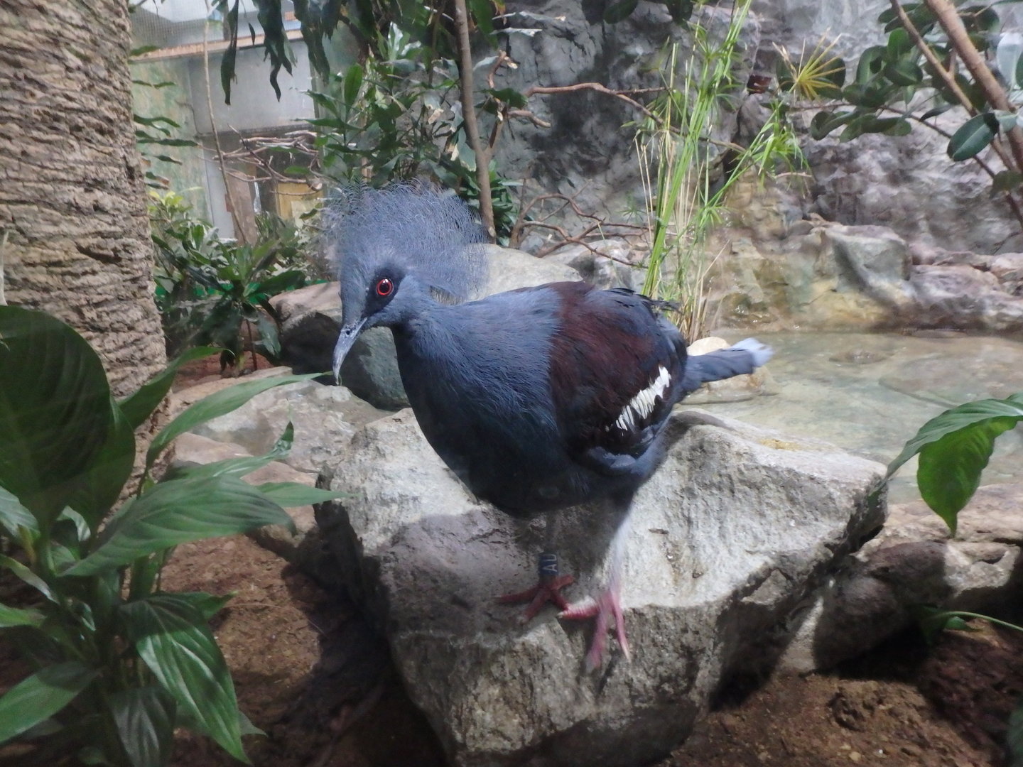 Western crowned pigeon