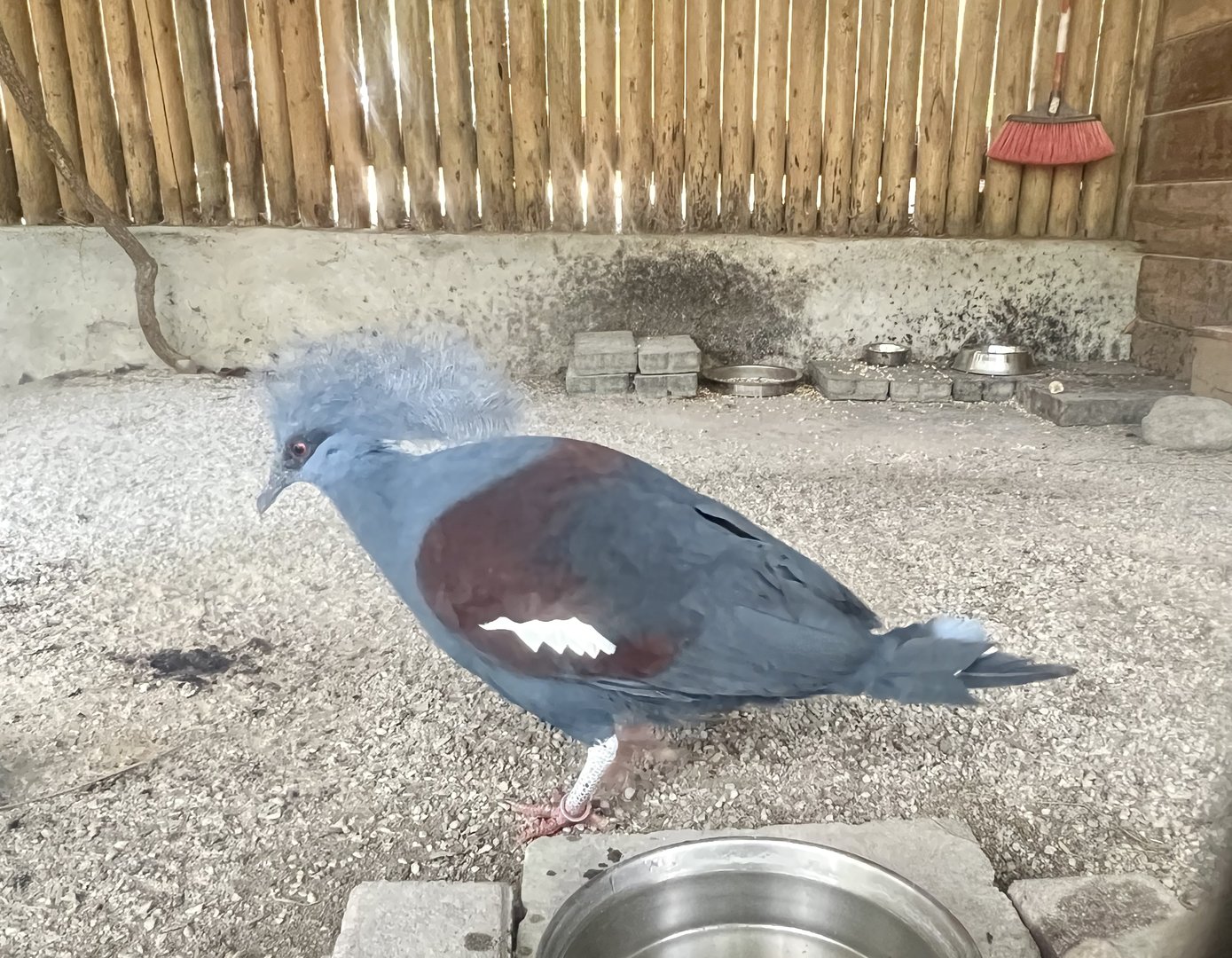 Western Crowned Pigeon