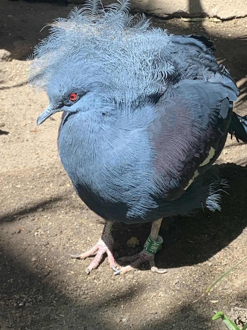 Western crowned-pigeon