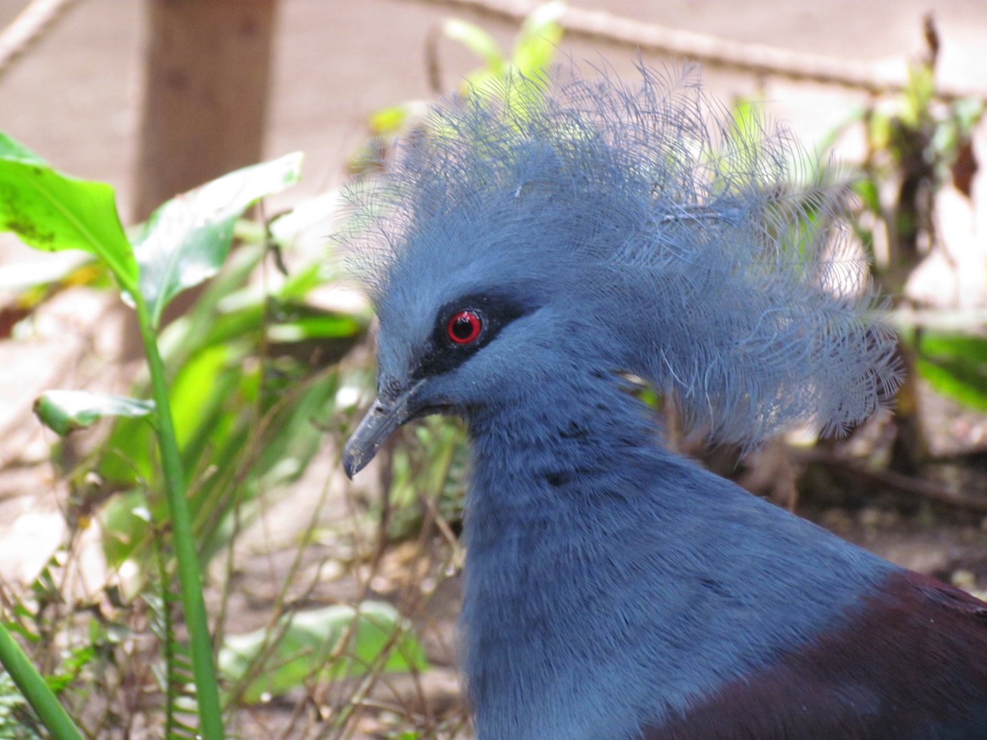 Western Crowned Pigeon