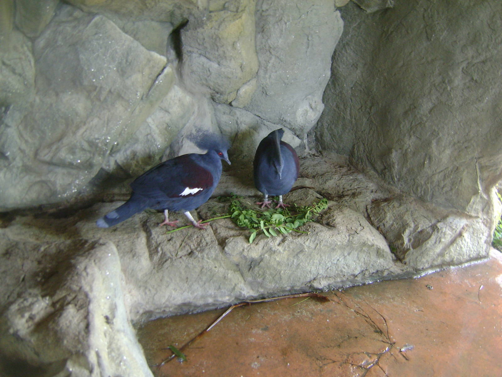 Western Crowned Pigeon