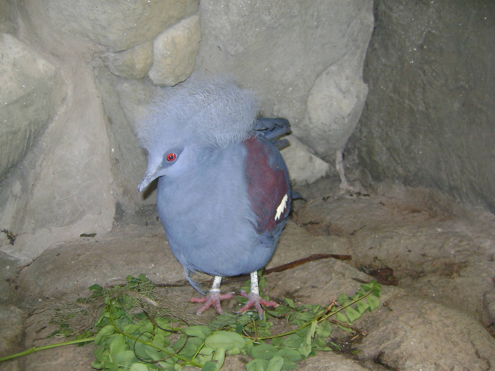 Western Crowned Pigeon
